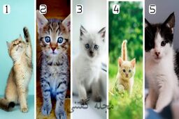 رواشناسی شخصیت | گربه‌صفت‌های ملوس بخوانند!