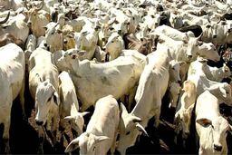 تست هوش | بگو آقا ببره کجا ست؟ 