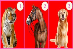 روانشناسی شخصیت | پلنگ درون‌ات را بشناس !