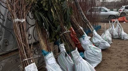 خرید نهال ۳ ساله یارانه‌ای گردو، بادام، پسته، شلیل و هلو فقط ۳۵ هزار تومان – ارسال به سراسر کشور