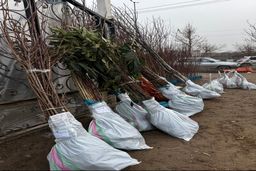 خرید نهال ۳ ساله یارانه‌ای گردو، بادام، پسته، شلیل و هلو فقط ۳۵ هزار تومان – ارسال به سراسر کشور