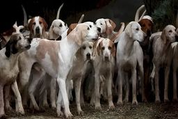 تست هوش| ادعای تیزبینی ایکی ثانیه داری بگو «ببر» کجاست؟